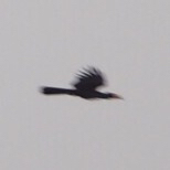 Lophoceros fasciatus