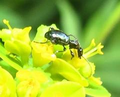 Anthelephila caerulea