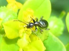 Anthelephila caerulea