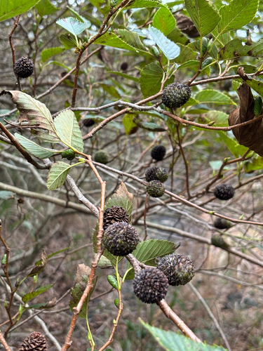 Alnus firma, 2025-11-11