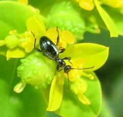Anthelephila caerulea