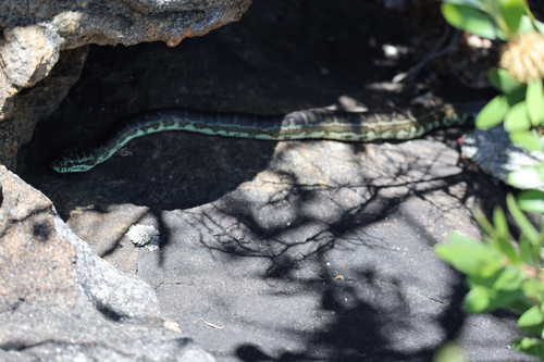 Southwestern Carpet Python sighting