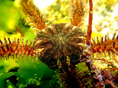 Ophiocoma scolopendrina