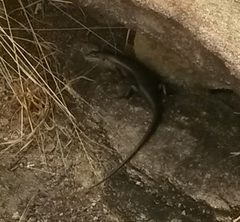 Trachylepis