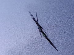 Styringomyia