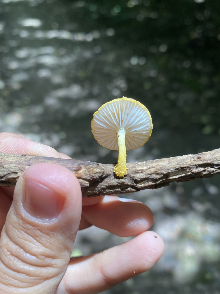 Cyptotrama asprata · November 2025 · photo: © tutitah (iNaturalist, cc0)