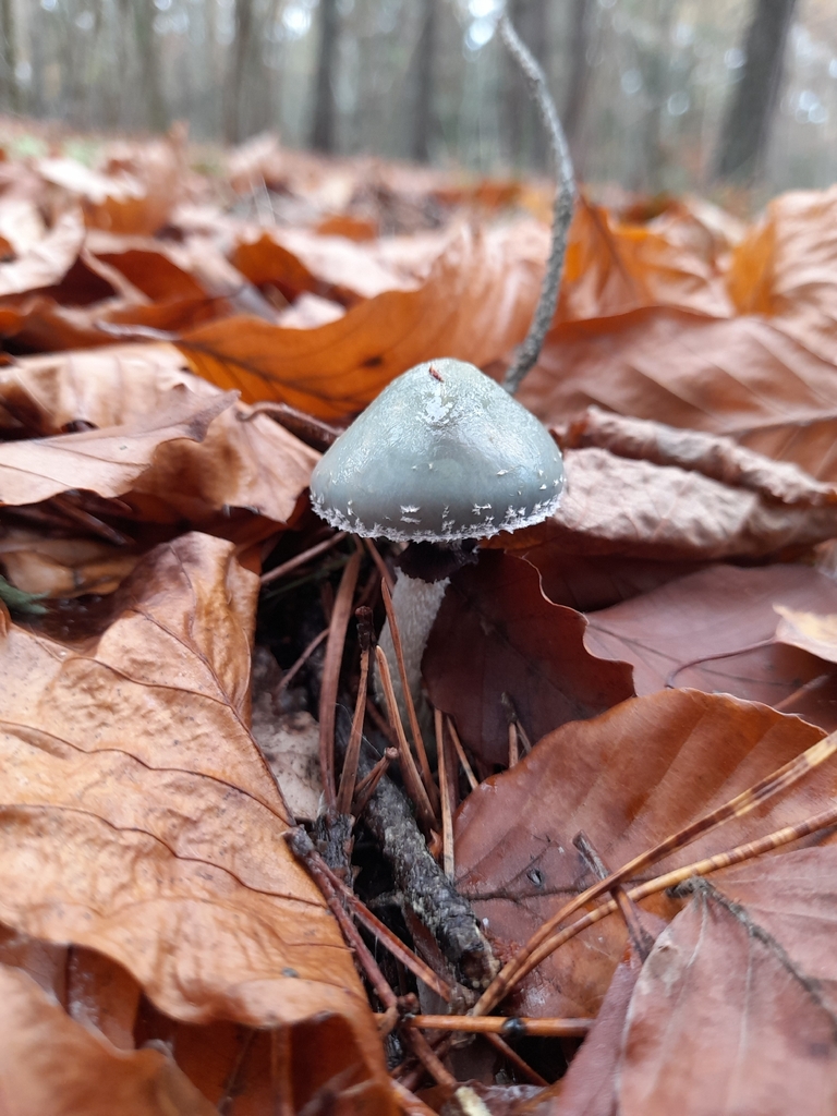 Stropharia aeruginosa