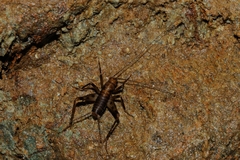 Petaloptila andreinii