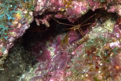 Stenorhynchus debilis