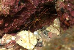 Stenorhynchus debilis