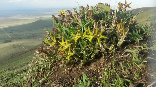 Orbea dummeri image