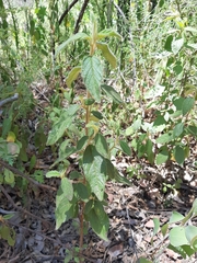 Trymalium odoratissimum