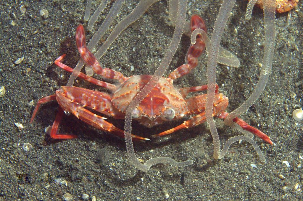 Lupocyclus rotundatus