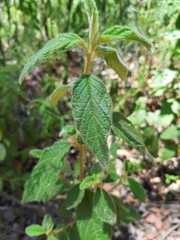 Trymalium odoratissimum