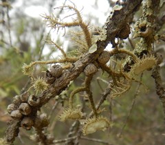 Usnea molliuscula