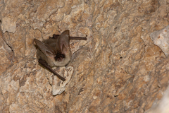 Gaisler's Long-Eared Bat photo 2