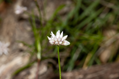 Slender Wire Lily (Laxmannia gracilis)