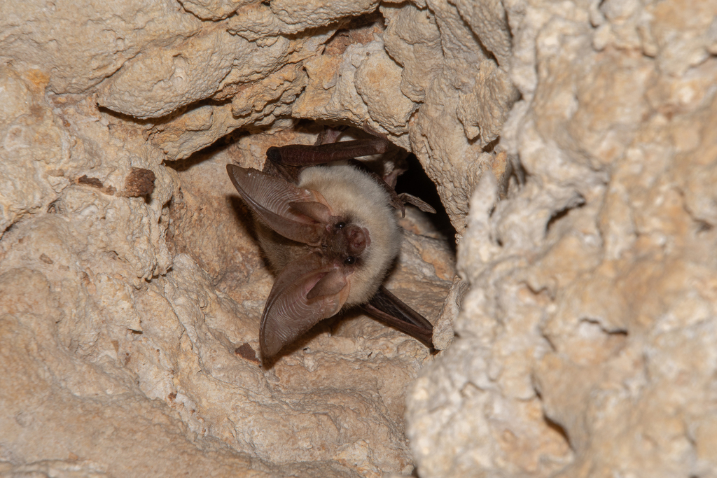 Gaisler's Long-Eared Bat