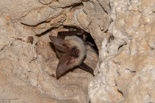 Gaisler's long-eared bat