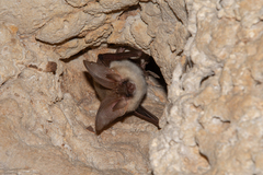 Gaisler's Long-Eared Bat photo 1