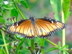 Danaus eresimus montezuma