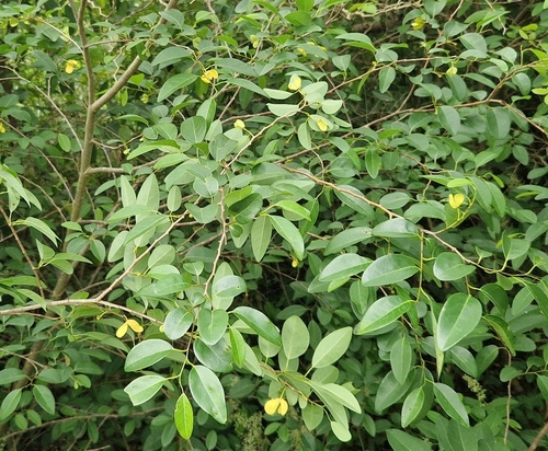Annona emarginata, photograph 3