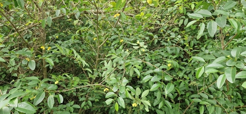 Annona emarginata, photograph 4
