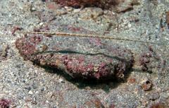 Fistularia commersonii