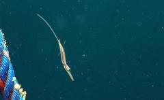 Fistularia commersonii