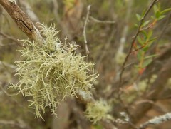 Usnea inermis