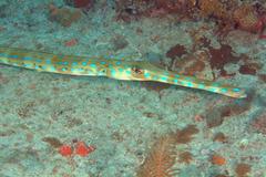 Fistularia tabacaria