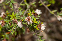Spyridium scortechinii, photograph (c) T. Hammer, some rights reserved (CC BY)