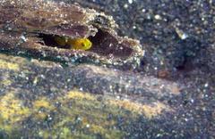 Lubricogobius exiguus