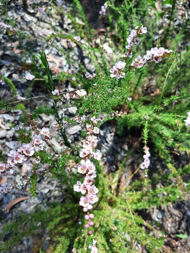 Image of Babingtonia camphorosmae by (c) Tim Hammer, some rights reserved (CC BY)