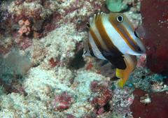 Coradion melanopus
