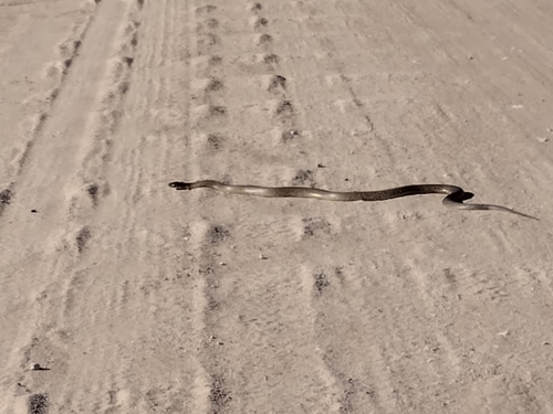 Mulga Snake sighting