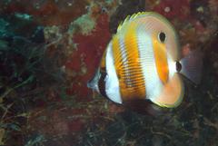 Coradion chrysozonus