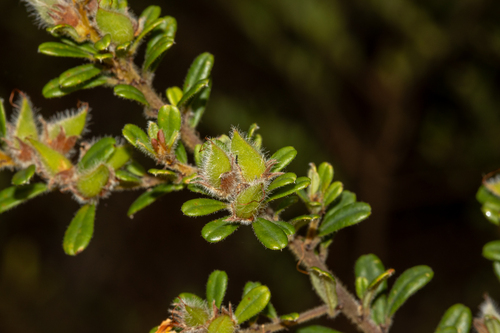 gibraltar range bush-pea (Pultenaea tarik)