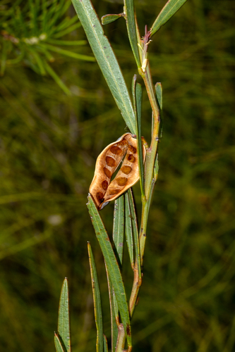 Barrington Wattle (Acacia barringtonensis)