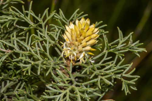 Petrophile canescens A.Cunn. ex R.Br.