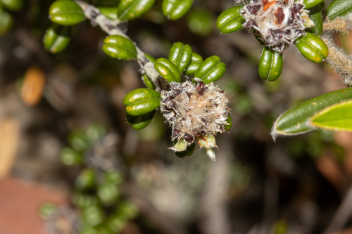Dense-Head Bush-Pea (Pultenaea pycnocephala)