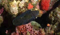 Calloplesiops altivelis