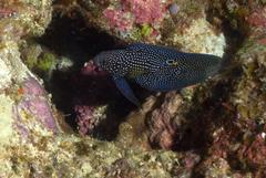 Calloplesiops altivelis