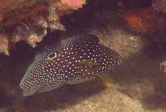 Calloplesiops altivelis