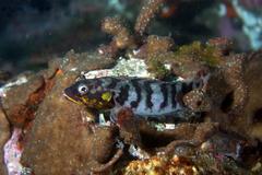 Gobioclinus dendriticus