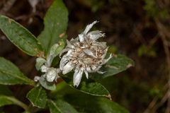 Leucozoma elatum