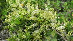 Asparagus densiflorus