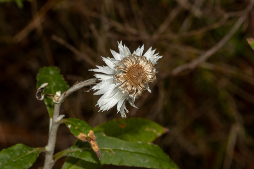 Leucozoma elatum, photograph 1