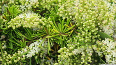 Asparagus densiflorus