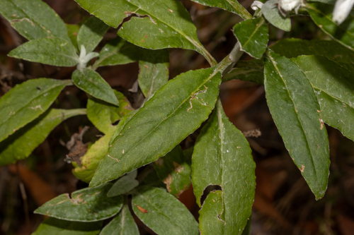 Leucozoma elatum, photograph 2